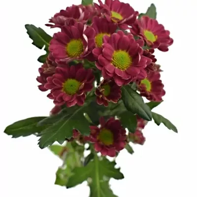 Chryzantéma SAN ROSSI CHERRY 1050g