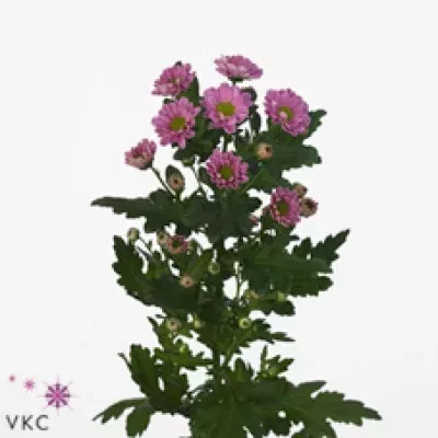 Chryzantéma SAN ROSSI DARK PINK 1100 g
