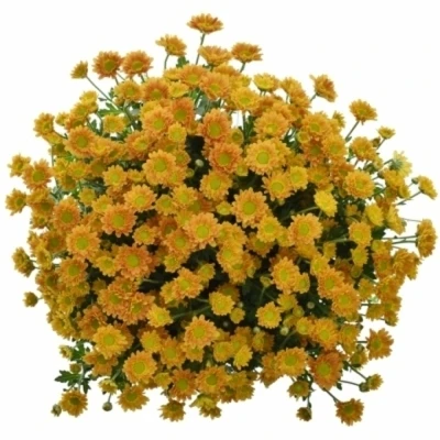 Chryzantema SAN ROSSI ORANGE