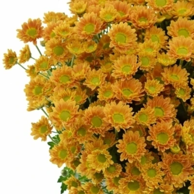 Chryzantema SAN ROSSI ORANGE