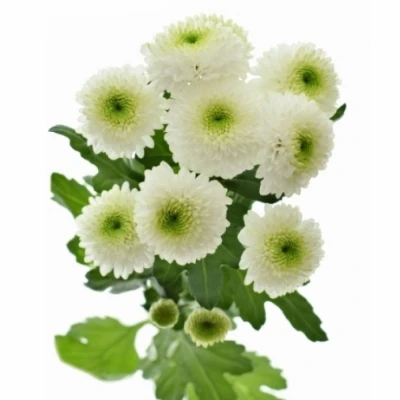 Chryzantéma SAN RUSSELL 1200g