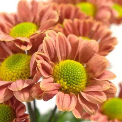 Chryzantéma SAN RUTH SALMON 1350g