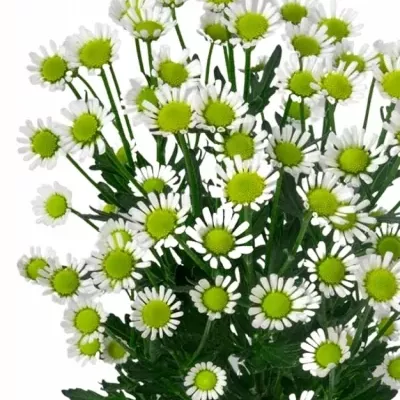 Chryzantéma SAN SAN MADIBA WHITE KERIO1000g