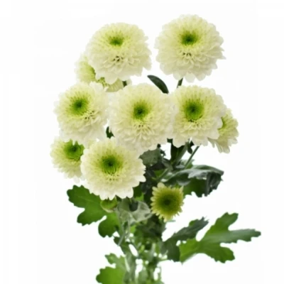 Chryzantéma SAN SIRA 1100g