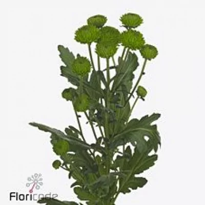 Chryzantéma SAN SMERALDO 1100g