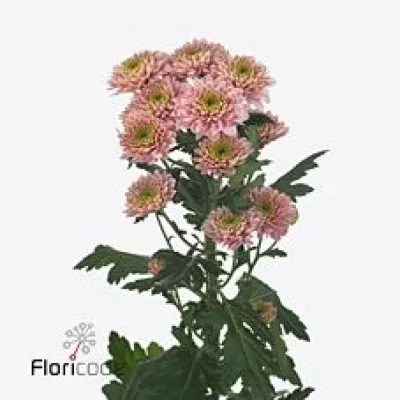 Chryzantéma SAN SOLUTO 1150g