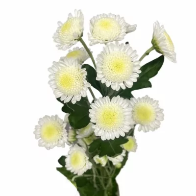 Chryzantéma SAN STALLION 800g