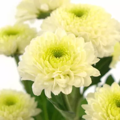 Chryzantéma SAN STELLA 950g