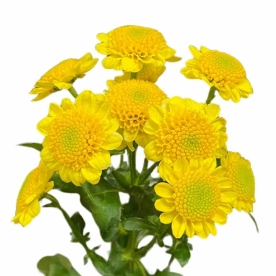 Chryzantéma SAN SUN UP SUNNY 1000g