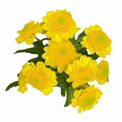 Chryzantéma SAN SUN UP SUNNY