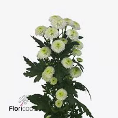 Chryzantéma SAN SUZE 1200g