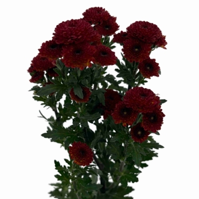 Chryzantéma SAN TAMMY RED 