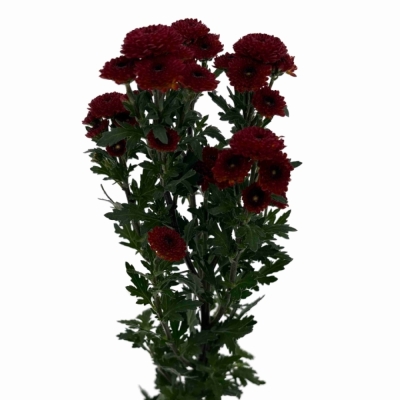 Chryzantéma SAN TAMMY RED 