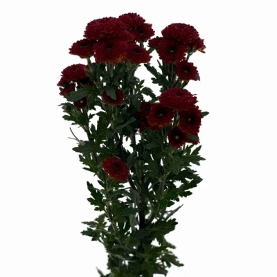 Chryzantéma SAN TAMMY RED 
