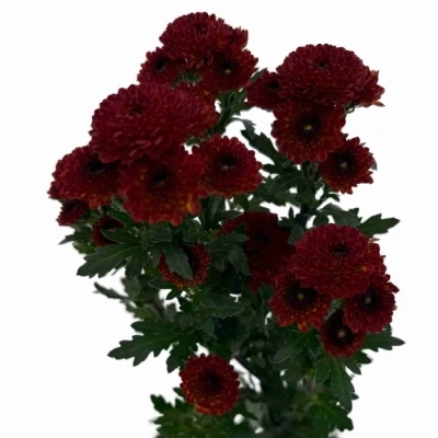 Chryzantéma SAN TAMMY RED 1000 g