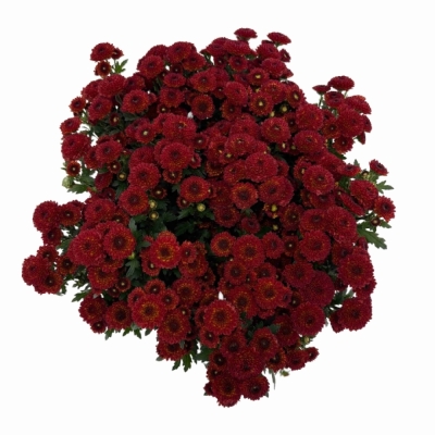 Chryzantéma SAN TAMMY RED 