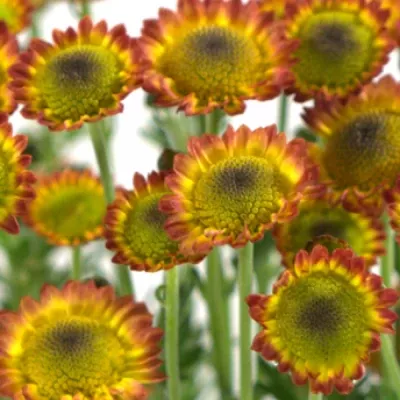 Chryzantéma SAN TORY 1100g