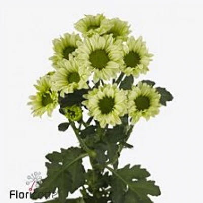 Chryzantéma SAN TURTLE 1100g