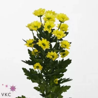 Chryzantéma SAN UNIQUE CREAM 1050g