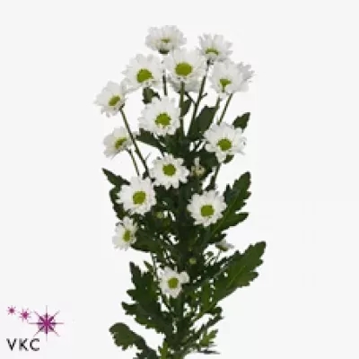 Chryzantéma SAN UNIQUE WHITE 800g