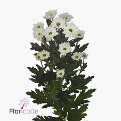 Chryzantéma SAN VIVO 1000g