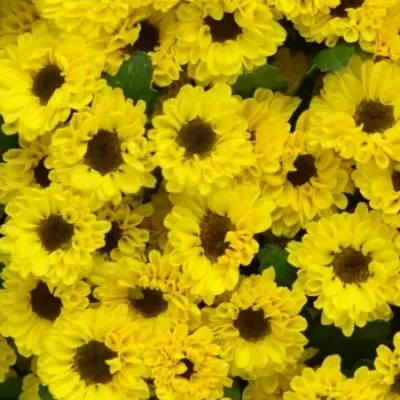 Chryzantéma SAN VYGOLD 1100g