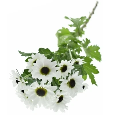 Chryzantema SAN YIN YANG