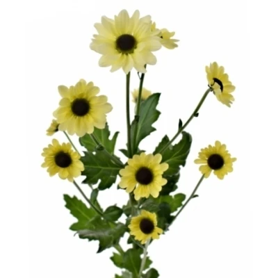 Chryzantéma SAN YIN YANG CREAM 1150 g