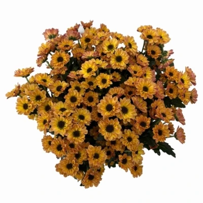 Chryzantéma SAN YIN YANG GOLDEN