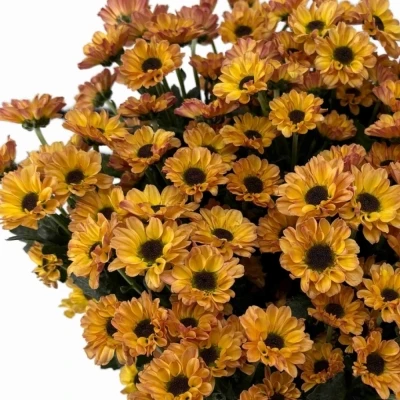 Chryzantéma SAN YIN YANG GOLDEN