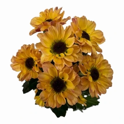 Chryzantéma SAN YIN YANG GOLDEN