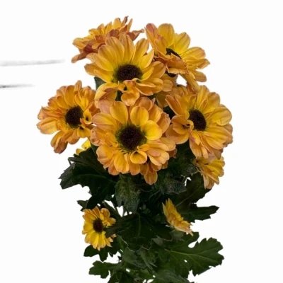 Chryzantéma SAN YIN YANG GOLDEN 1100 g