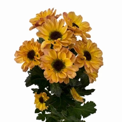 Chryzantéma SAN YIN YANG GOLDEN