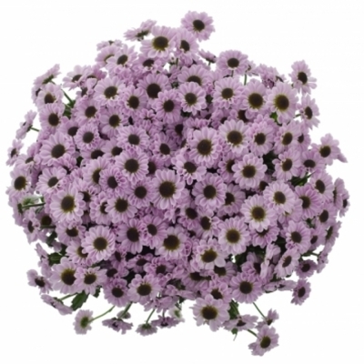 Chryzantéma SAN YIN YANG PINK