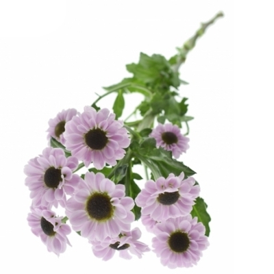 Chryzantéma SAN YIN YANG PINK