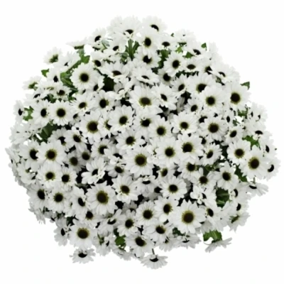 Chryzantema SAN YIN YANG