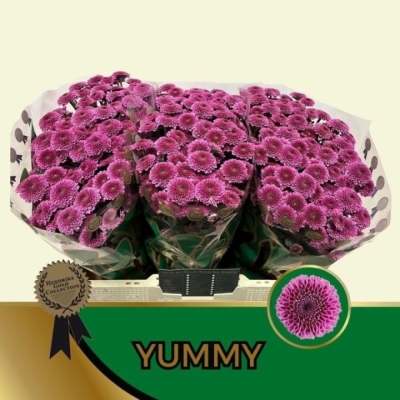 Chryzantéma SAN YUMMY
