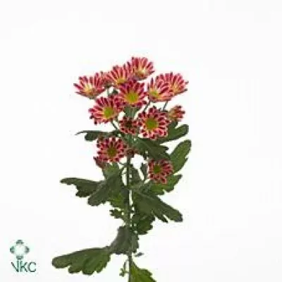 Chryzantéma SAN ZEBRA 1050g
