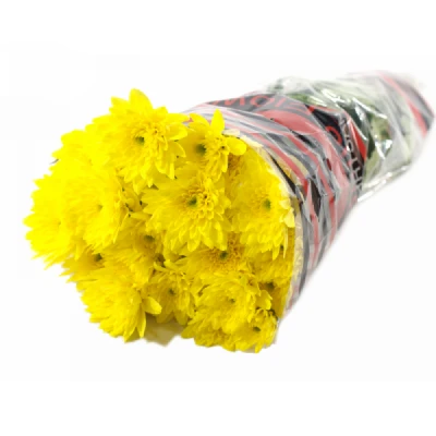 Chryzantéma T ALTAJ YELLOW