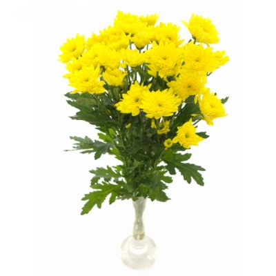 Chryzantéma T ALTAJ YELLOW