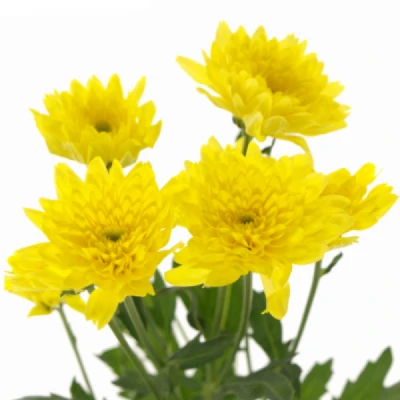 Chryzantéma T ALTAJ YELLOW 85g