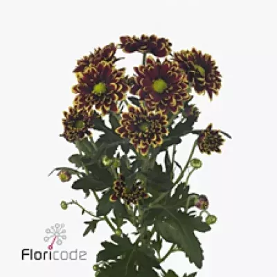 Chryzantéma T AMETHYST AMBER 75g