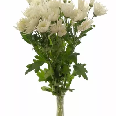 Chryzantéma T ANASTASIA 60g