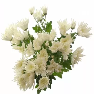 Chryzantéma T ANASTASIA 60g