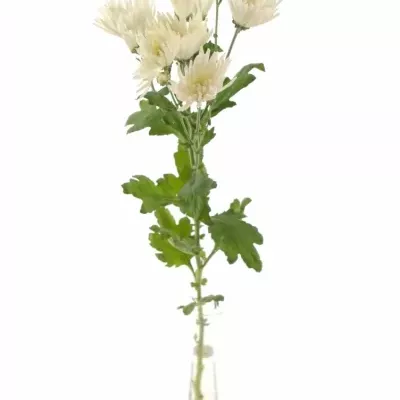 Chryzantéma T ANASTASIA 60g