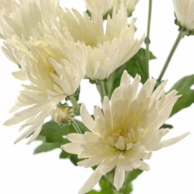 Chryzantéma T ANASTASIA 60g
