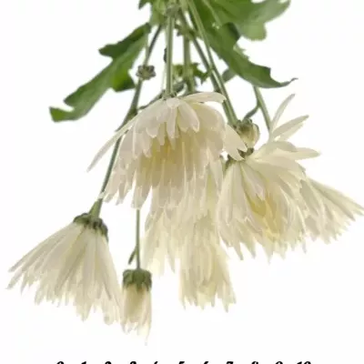 Chryzantéma T ANASTASIA 60g