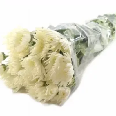 Chryzantéma T ANASTASIA 60g