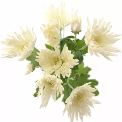 Chryzantéma T ANASTASIA 60g