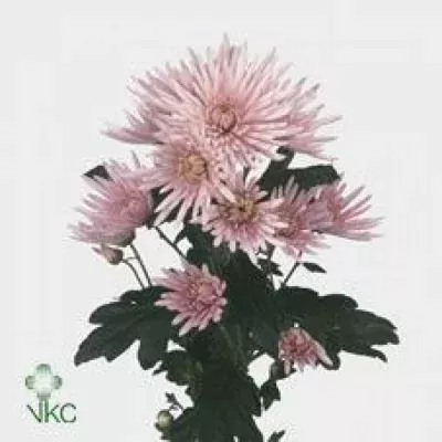 Chryzantéma T ANASTASIA PINK 70g